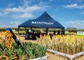 Cerealista de Machadinho promove Dia de Campo