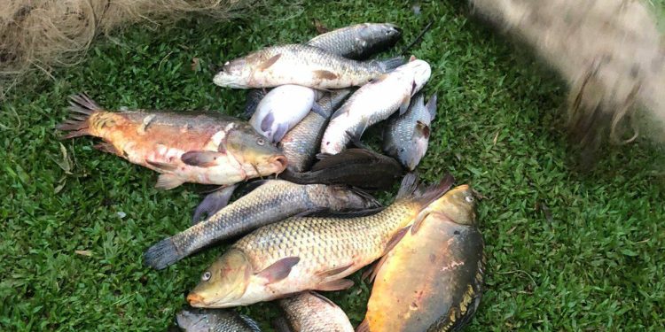 Brigada Militar flagra pesca ilegal em Maximiliano de Almeida