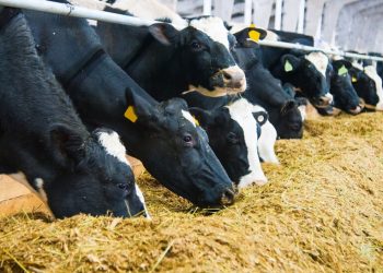 Rações concentradas apresentam queda nos preços em 2024