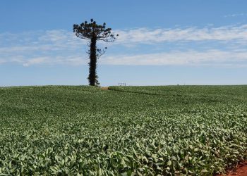 O Clima no Sul:  Situação crítica nas lavouras de soja no RS