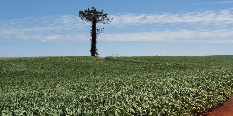 O Clima no Sul: Situação crítica nas lavouras de soja no RS