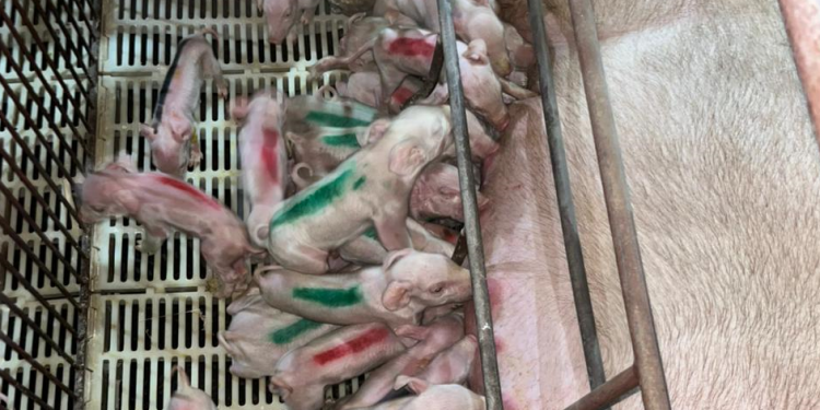 Porca dá à luz 45 leitões de uma vez em Minas Gerais e pode entrar para o Guiness Book