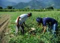 Agricultura familiar: programas aumentam renda de produtores em até 106%