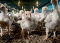 Gripe aviária: Paraná prorroga emergência zoosanitária por mais 180 dias