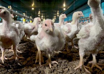 Gripe aviária: Paraná prorroga emergência zoosanitária por mais 180 dias