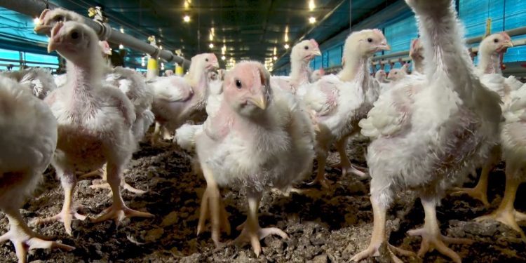 Gripe aviária: Paraná prorroga emergência zoosanitária por mais 180 dias