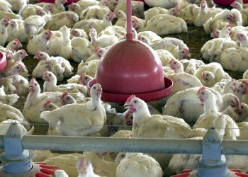 Gripe aviária: estado dos EUA suspende venda de aves após confirmação de caso