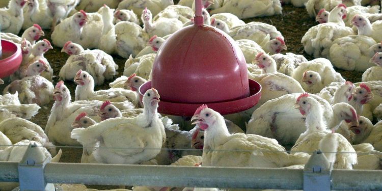 Gripe aviária: estado dos EUA suspende venda de aves após confirmação de caso
