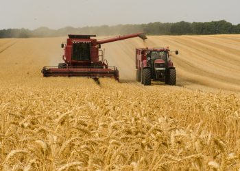 Brasil se mantém refém de trigo importado, mas volume de exportação quase foi recorde