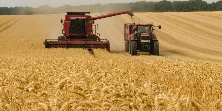 Brasil se mantém refém de trigo importado, mas volume de exportação quase foi recorde