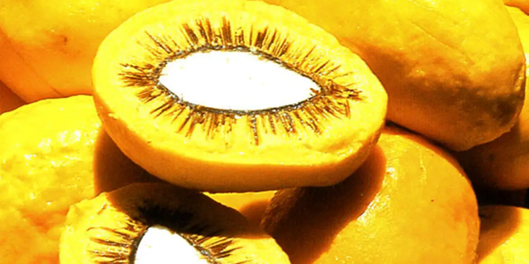 Sancionada lei que estimula produção de pequi e outros frutos do Cerrado