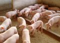 Exportação de carne suína deve crescer apesar de queda nas vendas para a China