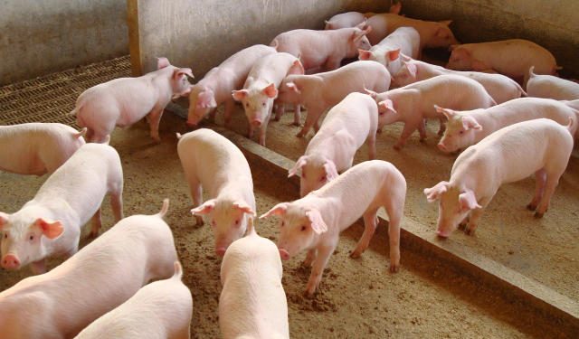 Exportação de carne suína deve crescer apesar de queda nas vendas para a China