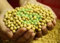 Soja: preços caem no Brasil; confira as cotações