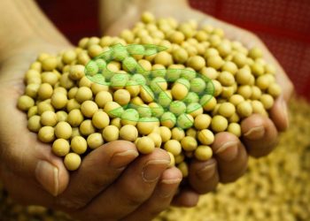 Soja: preços caem no Brasil; confira as cotações