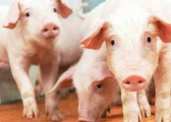 Suínos: relatório avalia empresas com as melhores práticas de bem-estar animal