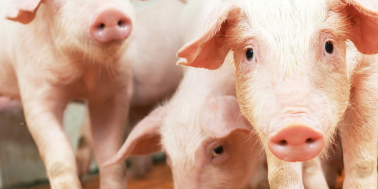 Suínos: relatório avalia empresas com as melhores práticas de bem-estar animal