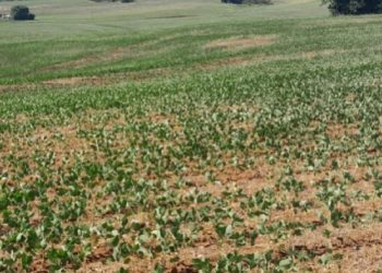 Tupanci do Sul decreta situação de emergência devido a estiagem