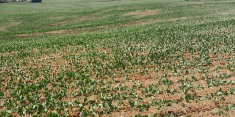 Tupanci do Sul decreta situação de emergência devido a estiagem