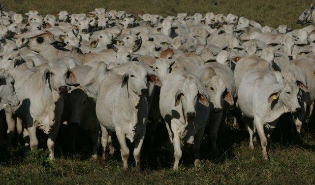 Briga tarifária entre EUA, México e Canadá preocupa consumidor de carne bovina estadunidense