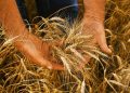 Brasil precisará importar 3 milhões de toneladas de trigo nos próximos 5 meses, diz analista