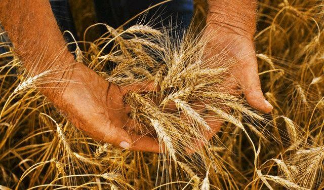 Brasil precisará importar 3 milhões de toneladas de trigo nos próximos 5 meses, diz analista