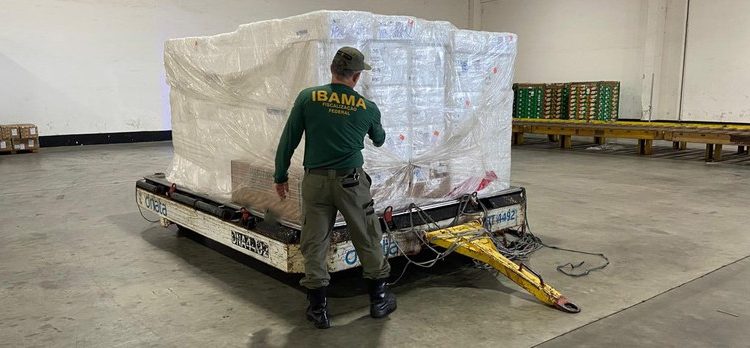 Ibama apreende 40 toneladas de peixe durante operações