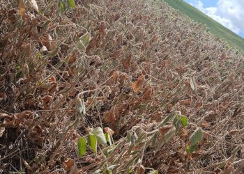 São João da Urtiga enfrenta prejuízos com estiagem: agricultura e pecuária severamente afetadas