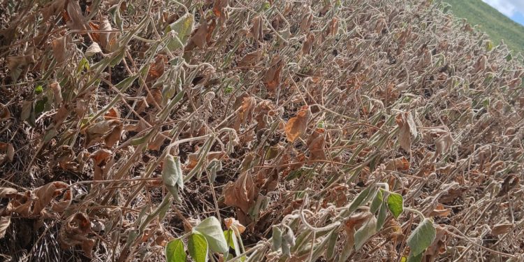 São João da Urtiga enfrenta prejuízos com estiagem: agricultura e pecuária severamente afetadas