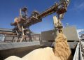 Projeção de exportação de soja ultrapassa 100 milhões em 2025