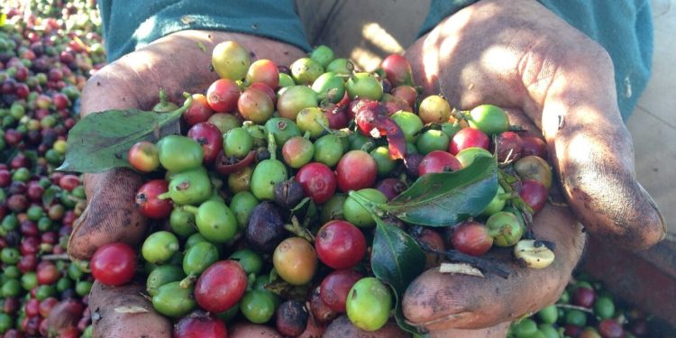 Safra de café pode chegar a 51,81 milhões de sacas, em 2025