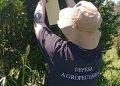 Monitoramento em pomares de citros e outras ações garantem status do RS de área sem ocorrência de greening