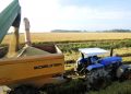 Colheita do arroz atinge 79,19% da área semeada