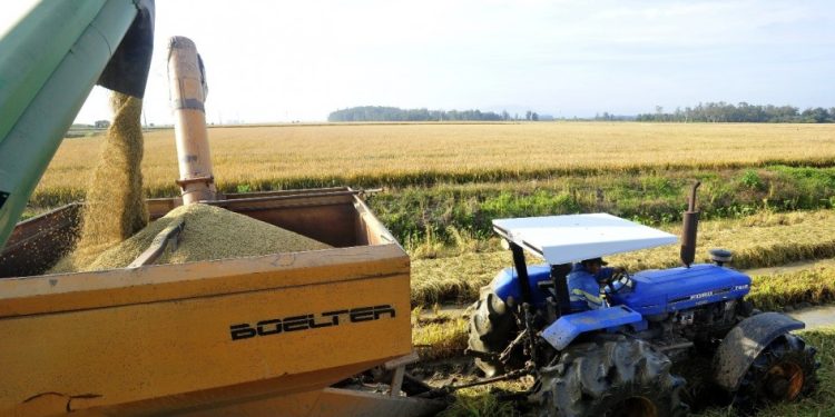 Colheita do arroz atinge 79,19% da área semeada