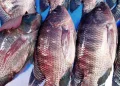 Peixe terá preço justo para produtor e consumidor na Semana Santa, garante setor
