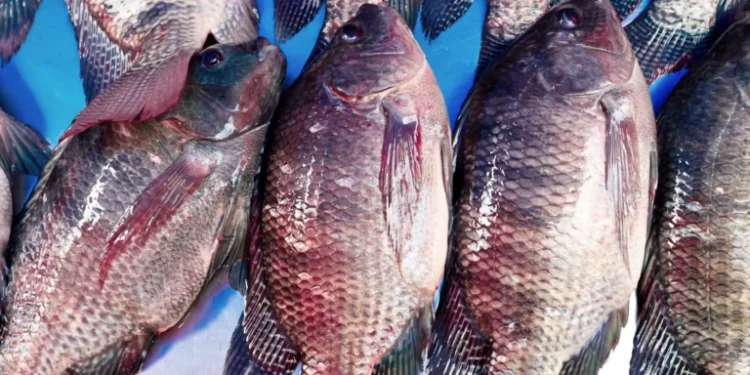 Peixe terá preço justo para produtor e consumidor na Semana Santa, garante setor