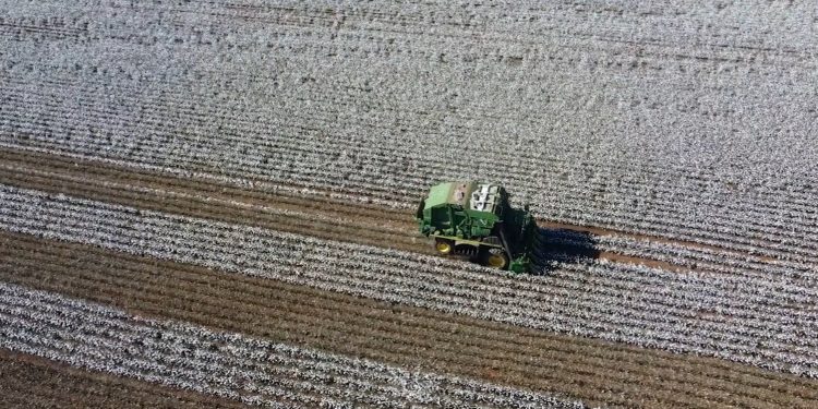 Algodão registra alta nos preços motivada pelo ritmo das exportações