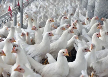 Avicultura, a década da afirmação