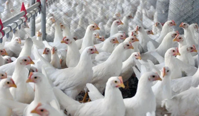 Avicultura, a década da afirmação