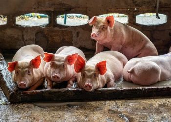 Preços do suíno registram queda em março, mas seguem em alta em relação a 2024