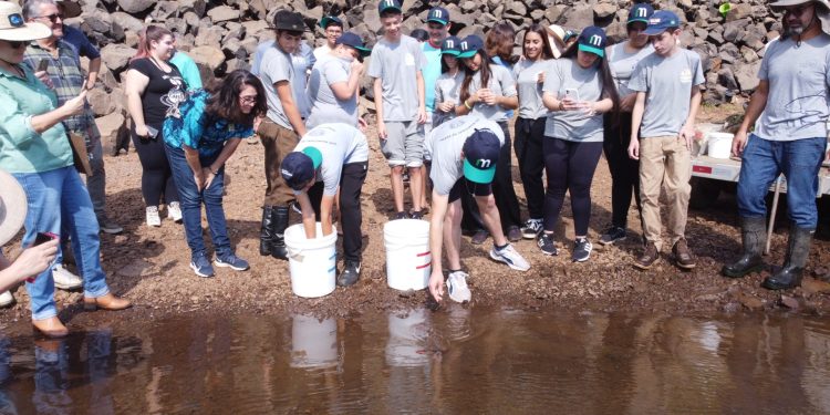 Consórcio Machadinho realiza mais uma soltura de peixes