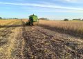 Colheita da soja avança para 88% da área total cultivada no RS