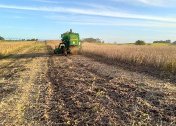 Colheita da soja avança para 88% da área total cultivada no RS