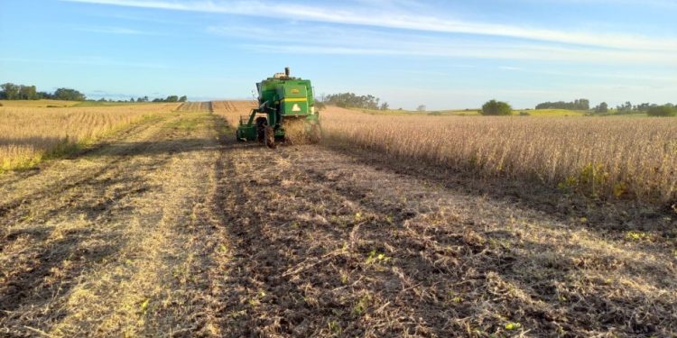 Colheita da soja avança para 88% da área total cultivada no RS