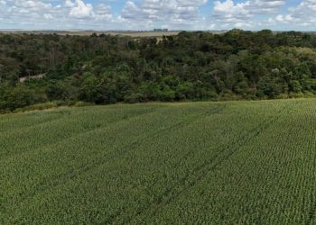 Soja: O que muda no setor de soja com a aprovação da Lei do Licenciamento Ambiental?