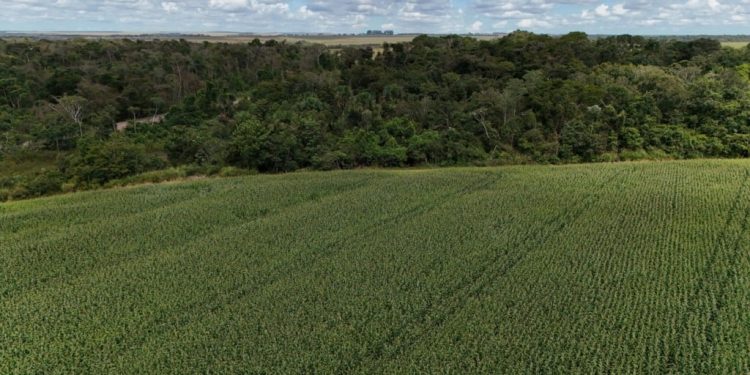 Soja: O que muda no setor de soja com a aprovação da Lei do Licenciamento Ambiental?
