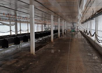 Desinfecção da granja de Montenegro é concluída e área entra no período de vazio sanitário por 28 dias