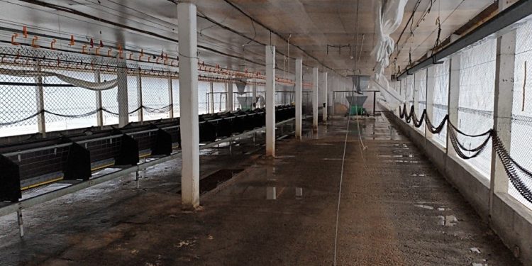 Desinfecção da granja de Montenegro é concluída e área entra no período de vazio sanitário por 28 dias