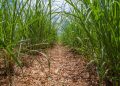 Tecnologia é aposta do setor para enfrentar queda na safra de cana