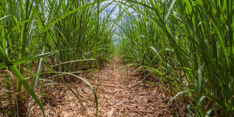 Tecnologia é aposta do setor para enfrentar queda na safra de cana